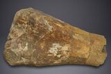 Fossil Sauropod (Camarasaurus) Humerus w/ Metal Stand - Colorado #350503-4